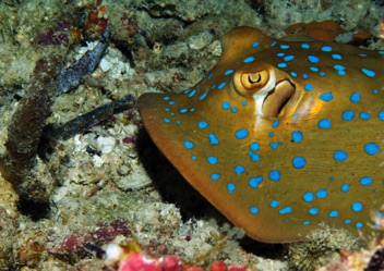 Blue Spotted Ray